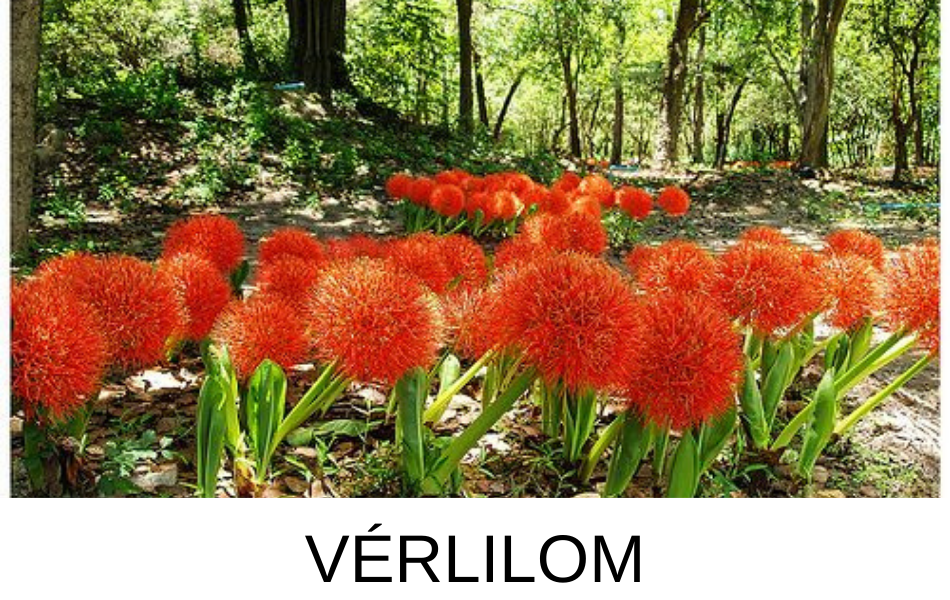 Tavaszi hagymások- Vérliliom