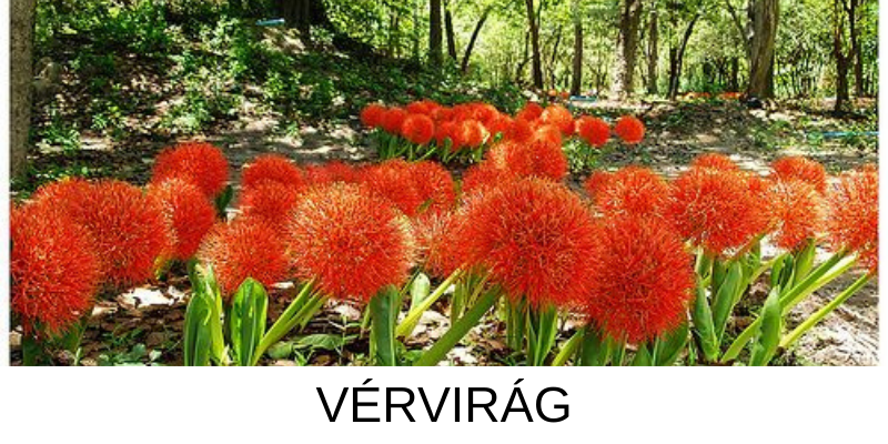 Tavaszi hagymások- Vérliliom