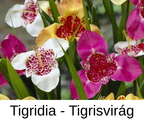 Tavaszi virágok - Tigrisvirág