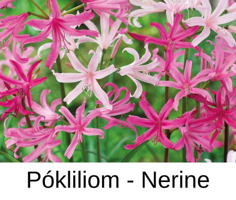 Tavaszi virághagymák - Pókliliom