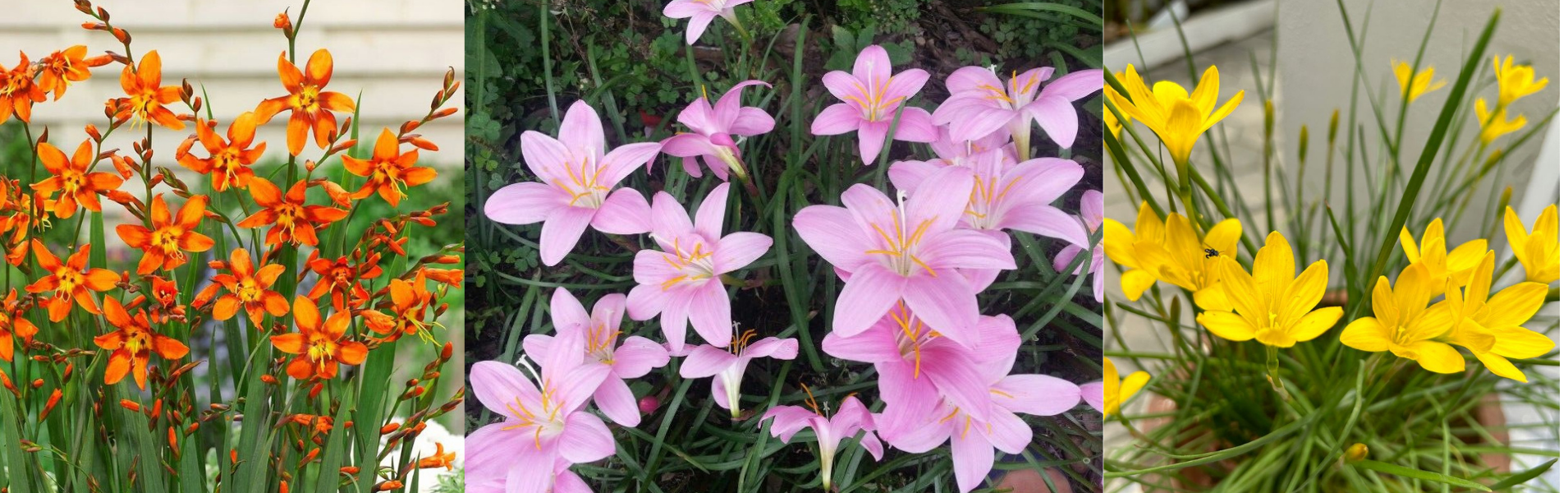 Tavaszi virághagymák - Liliomok