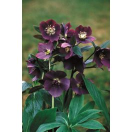 Hunyor "Helleborus Red Pretty"