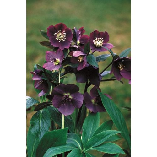 Hunyor "Helleborus Red Pretty"
