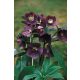 Hunyor "Helleborus Red Pretty"