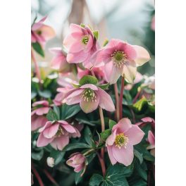 Hunyor "Helleborus Orientalis"