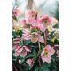 Hunyor "Helleborus Orientalis"