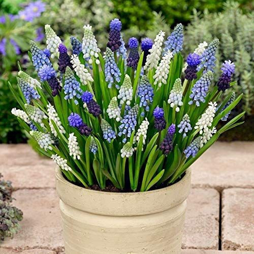 Gyöngyike (Muscari) mix 10db