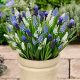 Gyöngyike (Muscari) mix 10db
