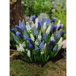 Gyöngyike (Muscari) mix 10db