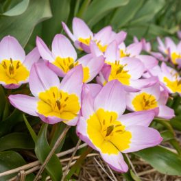 Pink botanikai Tulipán 1db
