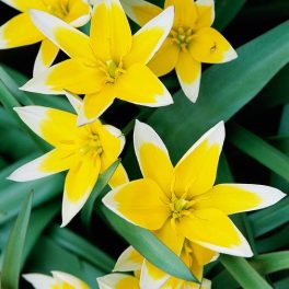 Tarda botanikai tulipán 1db