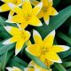 Tarda botanikai tulipán 1db