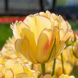 "Akebono" Tulipán 