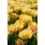 "Akebono" Tulipán 