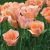 "Apricot beauty" Tulipán 