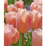 "Apricot beauty" Tulipán 