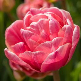 "Aveyron" Tulipán