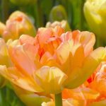 "Charming lady" Tulipán