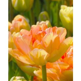 "Charming lady" Tulipán