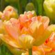"Charming lady" Tulipán
