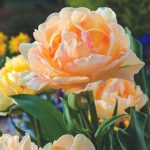 "Charming lady" Tulipán
