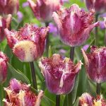 "Color fusion" Tulipán