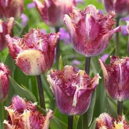 "Color fusion" Tulipán