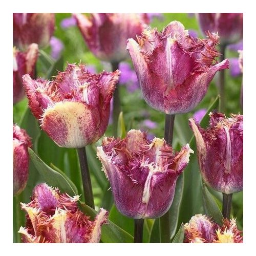 "Color fusion" Tulipán