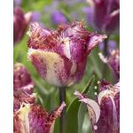 "Color fusion" Tulipán