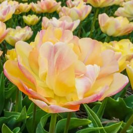 "Creme upstar" Tulipán