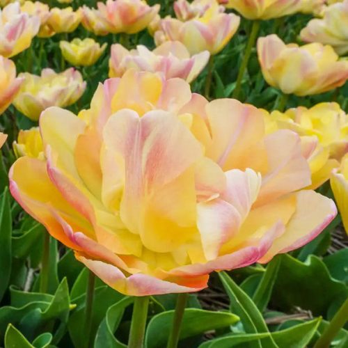"Creme upstar" Tulipán