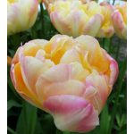 "Creme upstar" Tulipán