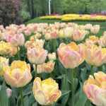 "Creme upstar" Tulipán