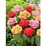 "Double fringed" Tulipán mix