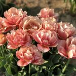 "Copper Image" Tulipán 