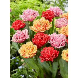 "Double fringed" Tulipán mix