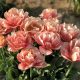 "Copper Image" Tulipán 
