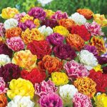"Double fringed" Tulipán mix