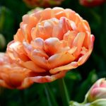 "Copper Image" Tulipán 