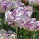 "Double Shirley" Tulipán