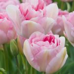"Angelique" Tulipán
