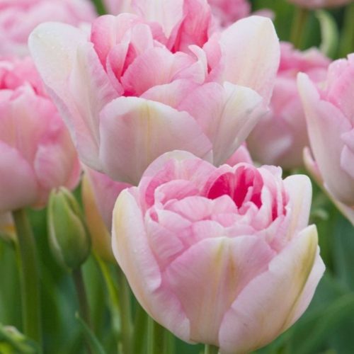 "Angelique" Tulipán