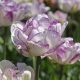 "Double Shirley" Tulipán