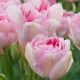 "Angelique" Tulipán