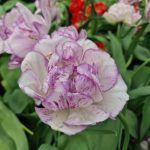 "Double Shirley" Tulipán