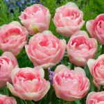 "Angelique" Tulipán