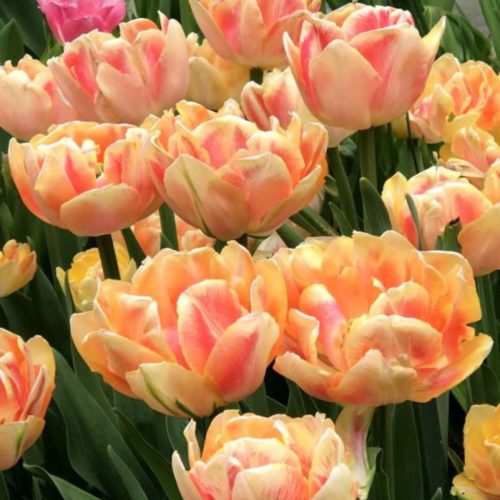 "Foxy Foxtrot" Tulipán