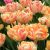 "Foxy Foxtrot" Tulipán