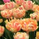 "Foxy Foxtrot" Tulipán