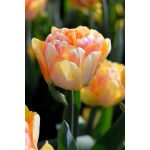 "Foxy Foxtrot" Tulipán